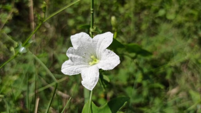 Delicate white ivy gourd flowers blooming in natural sunlight, showcasing fresh petals, vibrant greenery, and tropical garden beauty with a soft, elegant botanical aesthetic.