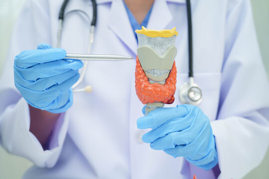 Hyperthyroidism, Overactive Thyroid, Thyroid Lymphoma, Asian doctor with thyroid gland human anatomy model in hospital.
