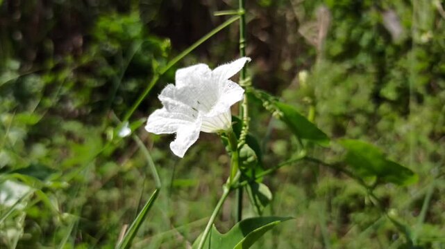 Delicate white ivy gourd flowers blooming in natural sunlight, showcasing fresh petals, vibrant greenery, and tropical garden beauty with a soft, elegant botanical aesthetic.
