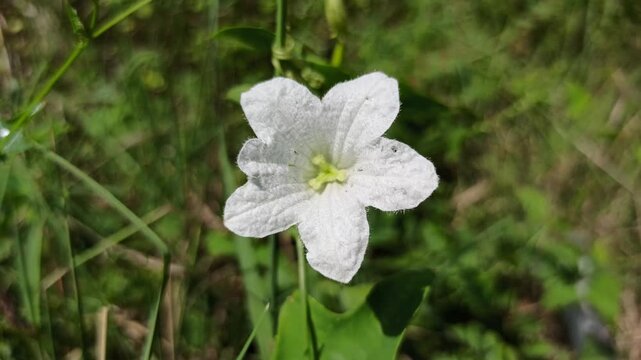 Delicate white ivy gourd flowers blooming in natural sunlight, showcasing fresh petals, vibrant greenery, and tropical garden beauty with a soft, elegant botanical aesthetic.