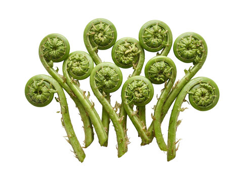 Fresh ferns, green fiddlehead ferns, edible plants, vegetable, leafy greens isolated on Transparent Background