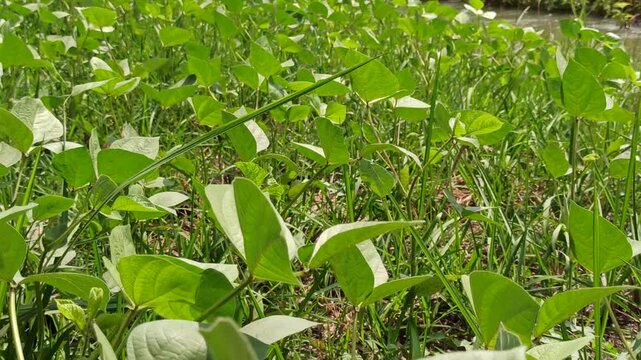 Resilient mung bean plants thriving under extreme heat, featuring healthy green leaves, strong growth, and excellent drought tolerance in hot, sunny agricultural conditions.