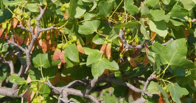 Fruits of Montpellier Maple (Acer monspessulanum) on a Branch