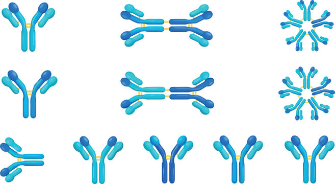 Antibody Types and Immunoglobulin Structures Vector Set Including IgG, IgA, and IgM Models for Medical Diagrams, Science Education, and Healthcare Infographics