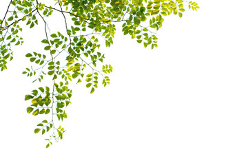 Green leaves and branches isolated on white background with clipping paths for graphic design © Nattawut