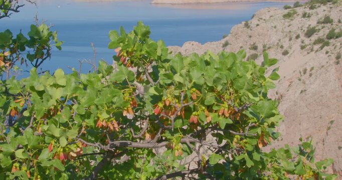 Fruits of Montpellier Maple (Acer monspessulanum) on a Branch