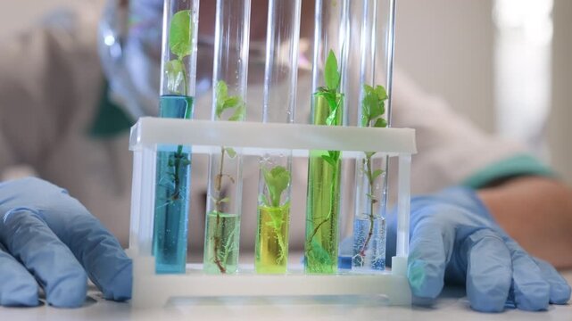 Scientist examining test tubes with plant sprouts with roots in research laboratory close-up