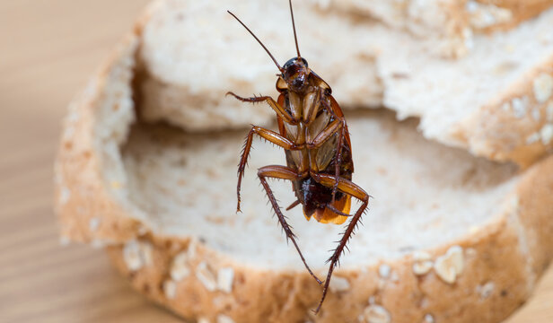 Close up of cockroach on a Whole wheat bread