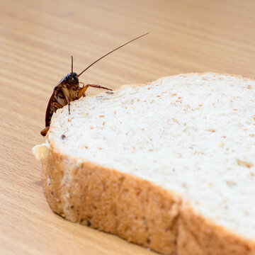 Close up of cockroach on a Whole wheat bread