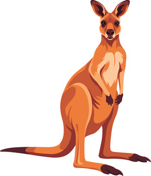 Beautiful realistic kangaroo vector illustration, standing australian wildlife animal character for exotic safari design