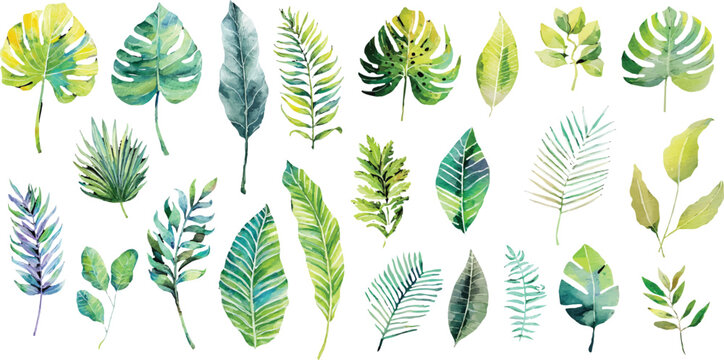 vector set of green wheat ears