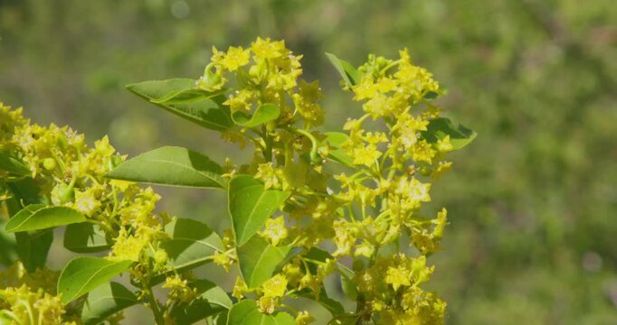 Blooming Branch of Jerusalem Thorn with Yellow Spring Flowers