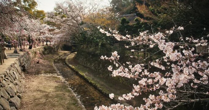 Cherry Blossom Trees Over Stone Canal in Hiroshima Japan Spring - Steady Cam Shot