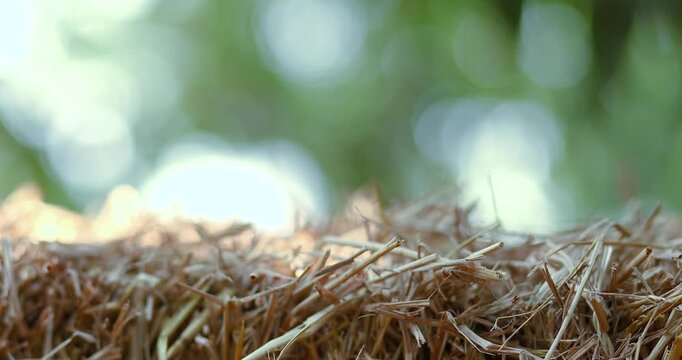 Straw stack, Hay bale in nature soft green bokeh background and sunlight, for natural product display copy space, agriculture, organic themes and natural backdrop