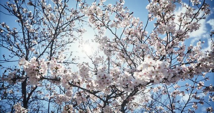 Cherry Blossom Tree Against Blue Sky, Low Angle View, Hiroshima