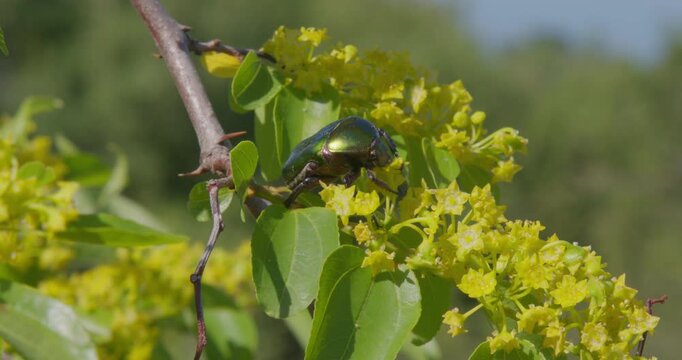 Golden Rose Chafer Beetle Feeding on Blooming Jerusalem Thorn (Paliurus spina-christi)