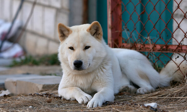 a korean jindo dog