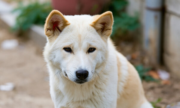 a korean jindo dog
