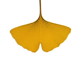Naklejka premium ultra-close-up macro photograph of a single, pristine deep golden ginkgo biloba leaf, highlighting the detailed venation on a transparent background with copy space, concept of botanical science and