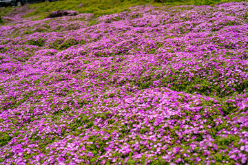 Obraz premium Purple Ice Plant Flowers Blooming Along Monterey Coast, California