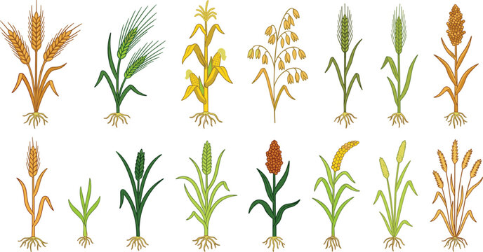 Cereal Crop and Agricultural Grain Plant Vector Icon Set Featuring Wheat Barley Corn Oats Rice Sorghum and Rye for Farming Concept Graphic Designs