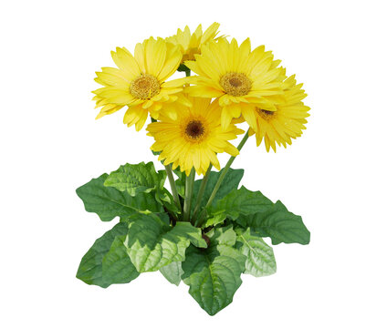 Yellow gerbera daisy flowers bush blooming in nature garden isolated on transparent background