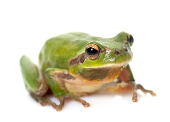 Obraz premium European tree frog