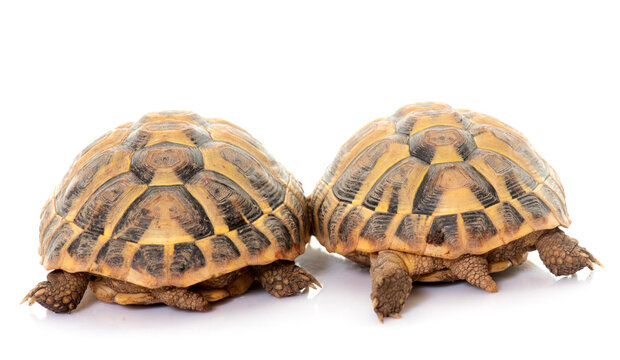 Testudo hermanni tortoise