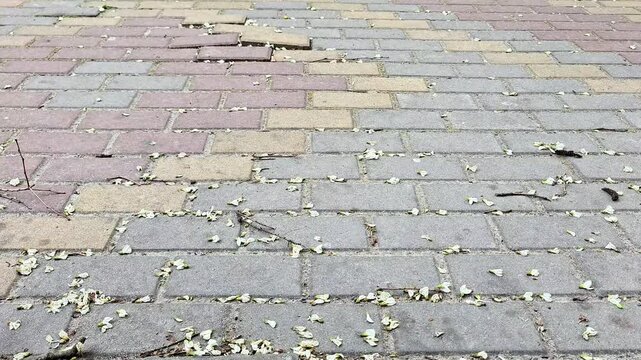 Ground level view of a paved brick walkway with scattered petals and leaves. Subtle movement and texture create a calm urban outdoor scene, ideal for nature and city themes