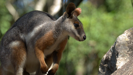 Close-up Profile of a Swamp Wallaby Standing in Natural Sunlight © blueringmedia