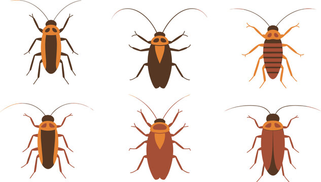 Cockroach insect icons set for pest control service disinfection infographic guide book emblem decoration vector 