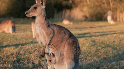 Mother Kangaroo with Joey in Pouch at Sunset in Australia © blueringmedia