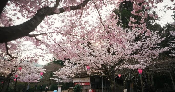 Cherry Blossom Trees with Red Lanterns in Hiroshima Park Spring, steady cam movement