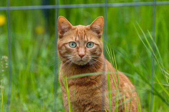 Oberk&ouml;rper einer orange Katze frontal auf einer Wiese hinter Gitter sitzend