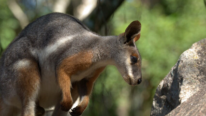 Close-up Profile of a Swamp Wallaby Standing Near a Rock © blueringmedia