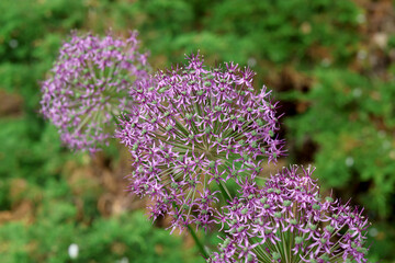 Obraz premium Allium aflatunense