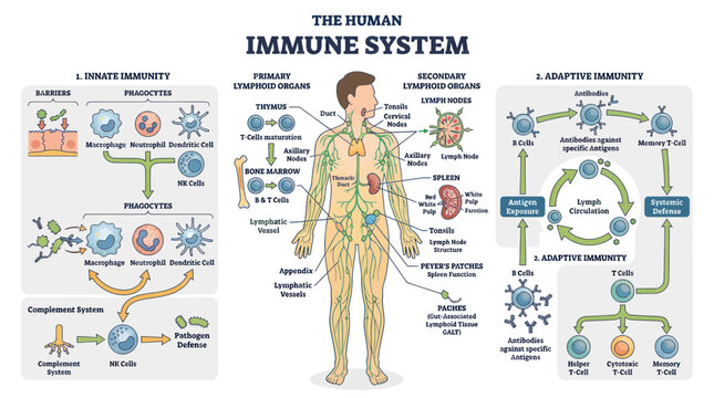 Human immune system diagram with innate and adaptive immunity