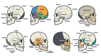 Human skull anatomy diagrams with labeled cranial bone structures © Angsa