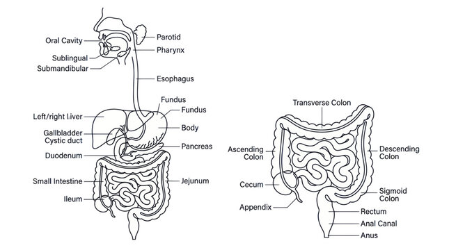Human digestive system anatomy diagram with organ labels