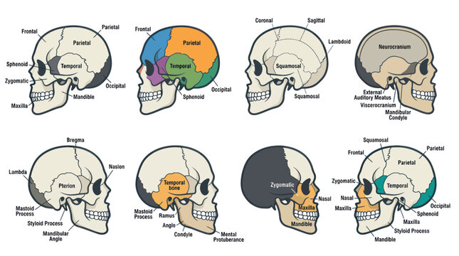 Human skull anatomy diagrams with labeled cranial bone structures