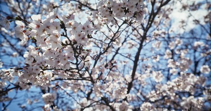 Slow Motion Shot Under Cherry Blossom Branches Against Blue Sky In Hiroshima Japan