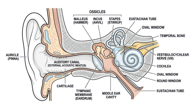 Human ear anatomy diagram with detailed scientific labels