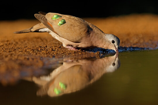 An emerald-spotted wood dove (Turtur chalcospilos) drinking water with reflection, South Africa