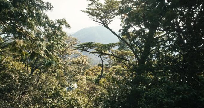 Tropical Forest Canopy and Mountain View Hiroshima Japan - Steady Cam Reveal