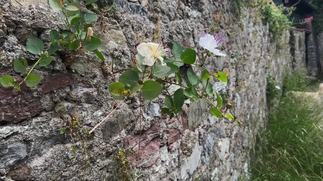 Wide shot Caper plant (Capparis spinosa) blooming on an old stone wall in Liguria, Italy, with wild Mediterranean vegetation and multiple flowers.