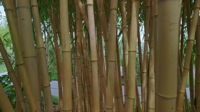 Close up camera movement past thick yellow bamboo stalks