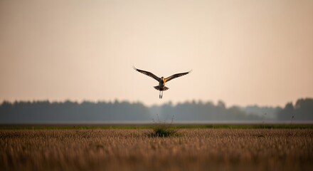 Naklejka premium A bird in flight over a vast field during sunset or sunrise with trees in the background