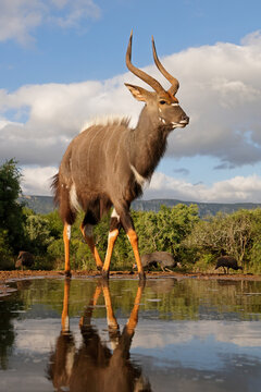 A male Nyala antelope (Tragelaphus angasii) at a waterhole in natural habitat, South Africa