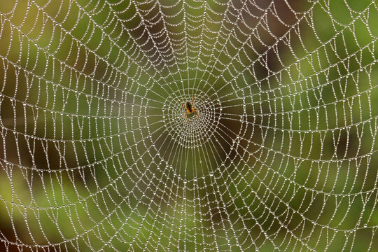 Small spider sitting in its intricate web with dew drops in early morning light