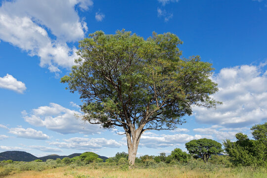 A large white seringa tree (Kirkii accuminata) against a blue sky with clouds, northern Namibia